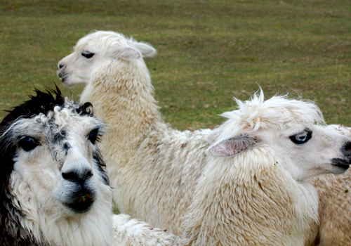 Wolfgangs Alpacas